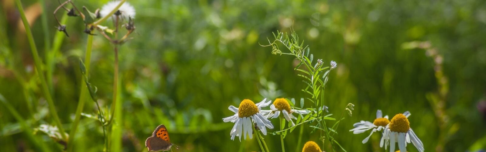 Biodiversity (wide)