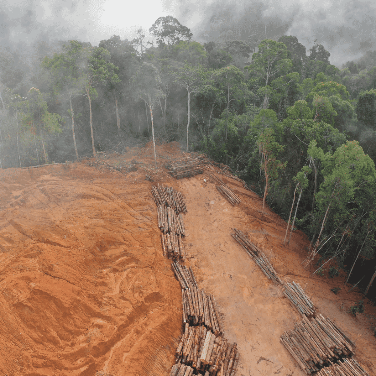 Impact-of-the-clean-energy-transition-on-deforestation-10