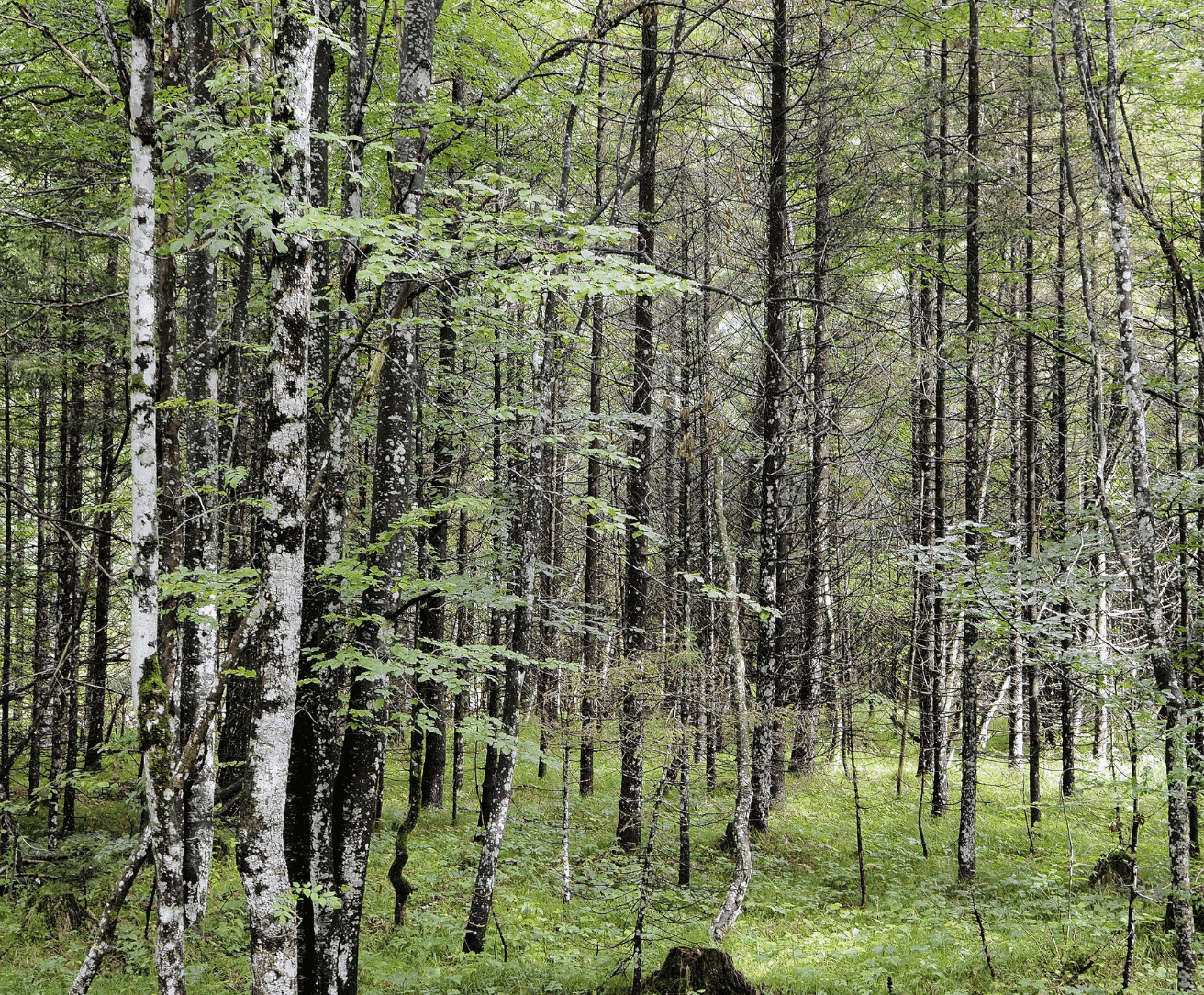 TDi-website-images-square-25